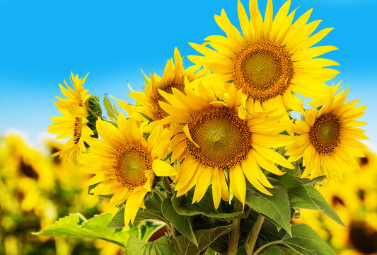 Fototapeta sunflower field and blue sky