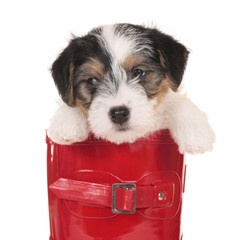 Parson Russell Terrier puppy sitting in a rubber boot
