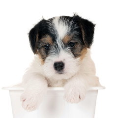 ParsonRussell Terrier puppy isolated