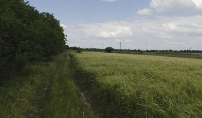 Summertime landscape with wheat field, road and sky