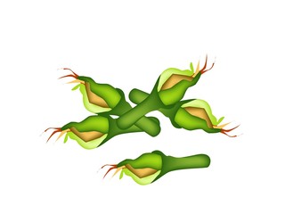Fototapeta premium A Fresh Zucchini Blossoms on White Background