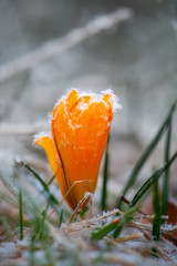 yellow crocus with rime frost