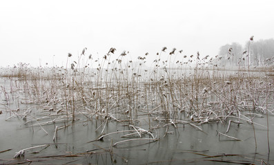 Frozen lake with reeds