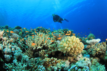 Duiken op koraalrif