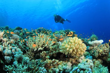 Abwaschbare Fototapete Tauchen Tauchen am Korallenriff