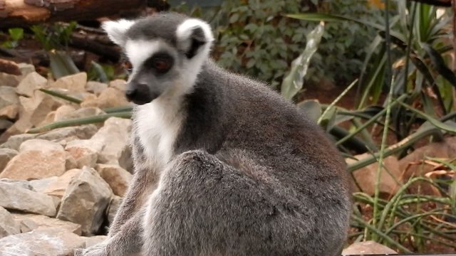 Ring-tailed lemur (Lemur katta)