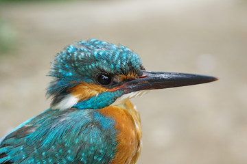 Martín pescador, Alcedo atthis