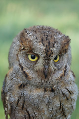 Autillo, Otus scops