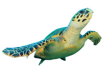 Hawksbill Sea Turtle isolated on white