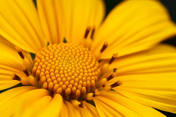 Mexican sunflower weed (Tithonia diversifolia)
