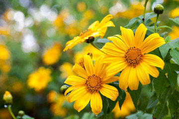 Mexican sunflower weed (Tithonia diversifolia)