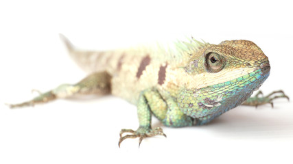 Close up chameleon isolated on white background