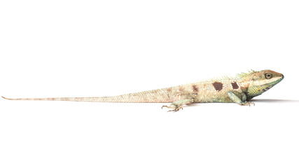 Fototapeta premium Close up chameleon isolated on white background