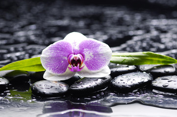 Set of orchid and black stones with palm leaf