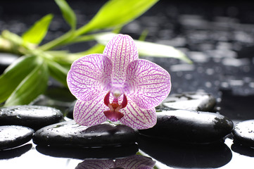 Obraz na płótnie Canvas pink orchid with stones and bamboo leaf wet background