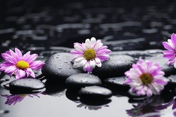 Fototapeta na wymiar Set of four daisy with stones on wet background