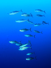 Tuna fish in Ocean