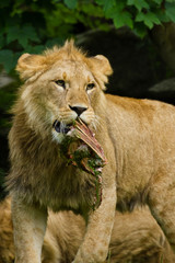 Löwe (Panthera leo)