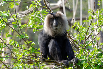 Lion-tailed macaque
