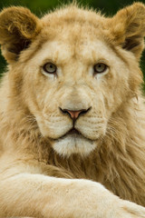 Fototapeta na wymiar Löwe (Panthera leo)