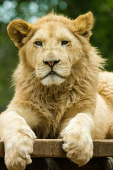 Löwe (Panthera leo)