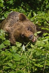 Braunbär (Ursus arctos)