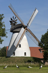 Obraz premium Windmühle mit Weissstörchen