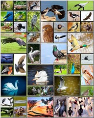 Naklejka premium Collage of birds