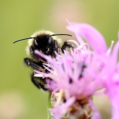 Hummel auf Wiesen-Flockenblume