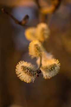 Weidenk&auml;tzchen in der Abendsonne