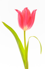 red tulip