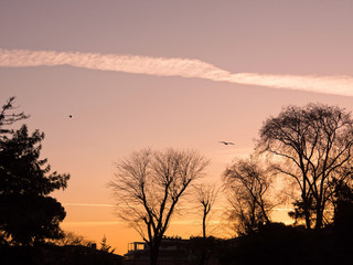 Bare Trees at The Sunset