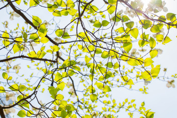 Obraz na płótnie Canvas Świeże liście dereń (Cornus florida) i światła