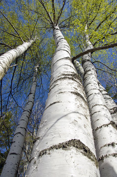 Fototapeta birch trees with fresh green leaves in spring forest