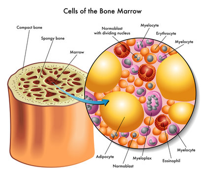 cellule del midollo osseo