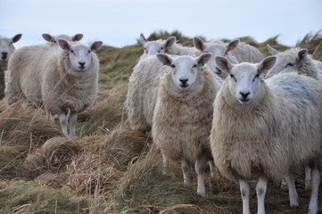 Sheep in Wales