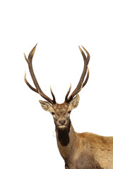 Deer isolated on a white background