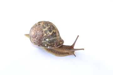 escargot