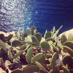 Cactus near the blue sea