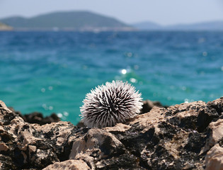 croatian rock coast with turquoise sea and sea-urchin