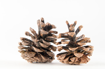 Two spruce cones