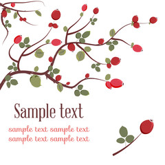 Branch with fruits and leaves of wild rose vector