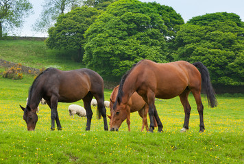 Obraz premium Horses grazing is green pasture.