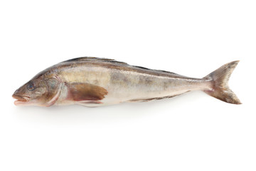 arabesque greenling, okhotsk atka mackerel, hokke, japanese fish