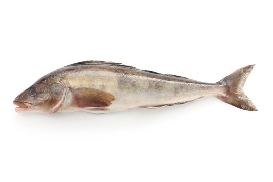 arabesque greenling, okhotsk atka mackerel, hokke, japanese fish