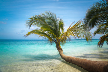 Obraz na płótnie Canvas Tropical Sea Palm View