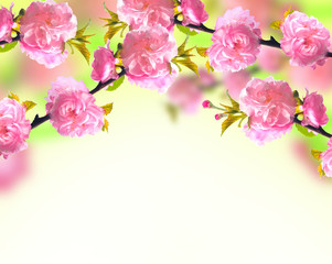 Pink sakura blossom, spring background