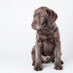 Puppy labrador retriever dog with closed eyes isolated on a whit