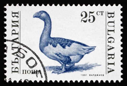 Postage stamp Bulgaria 1992 Goose, Farm Animal