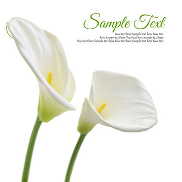 Beautiful white Calla lilies isolated on white background